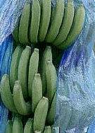 green bananas